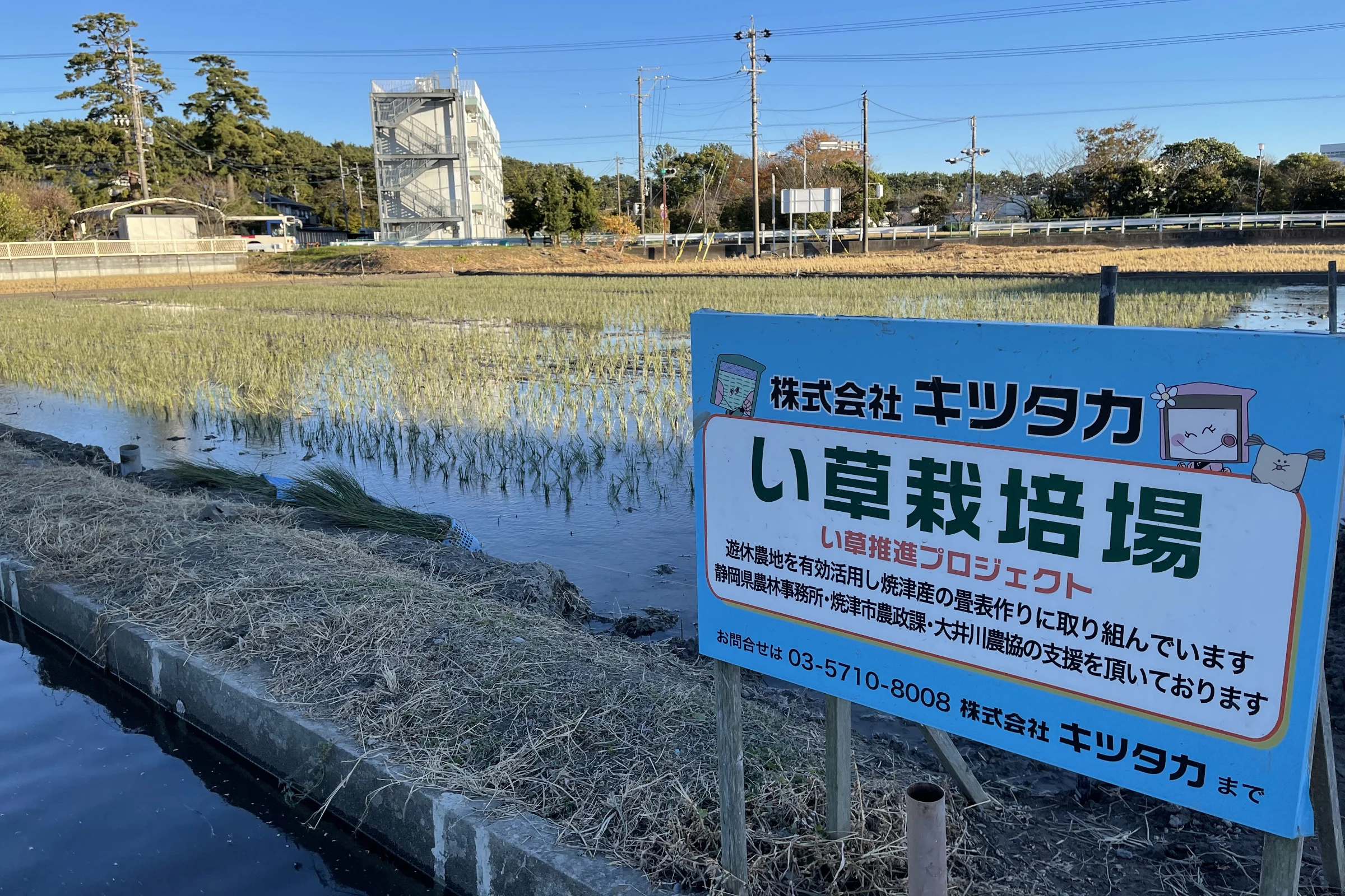 自社でイグサの生産を開始